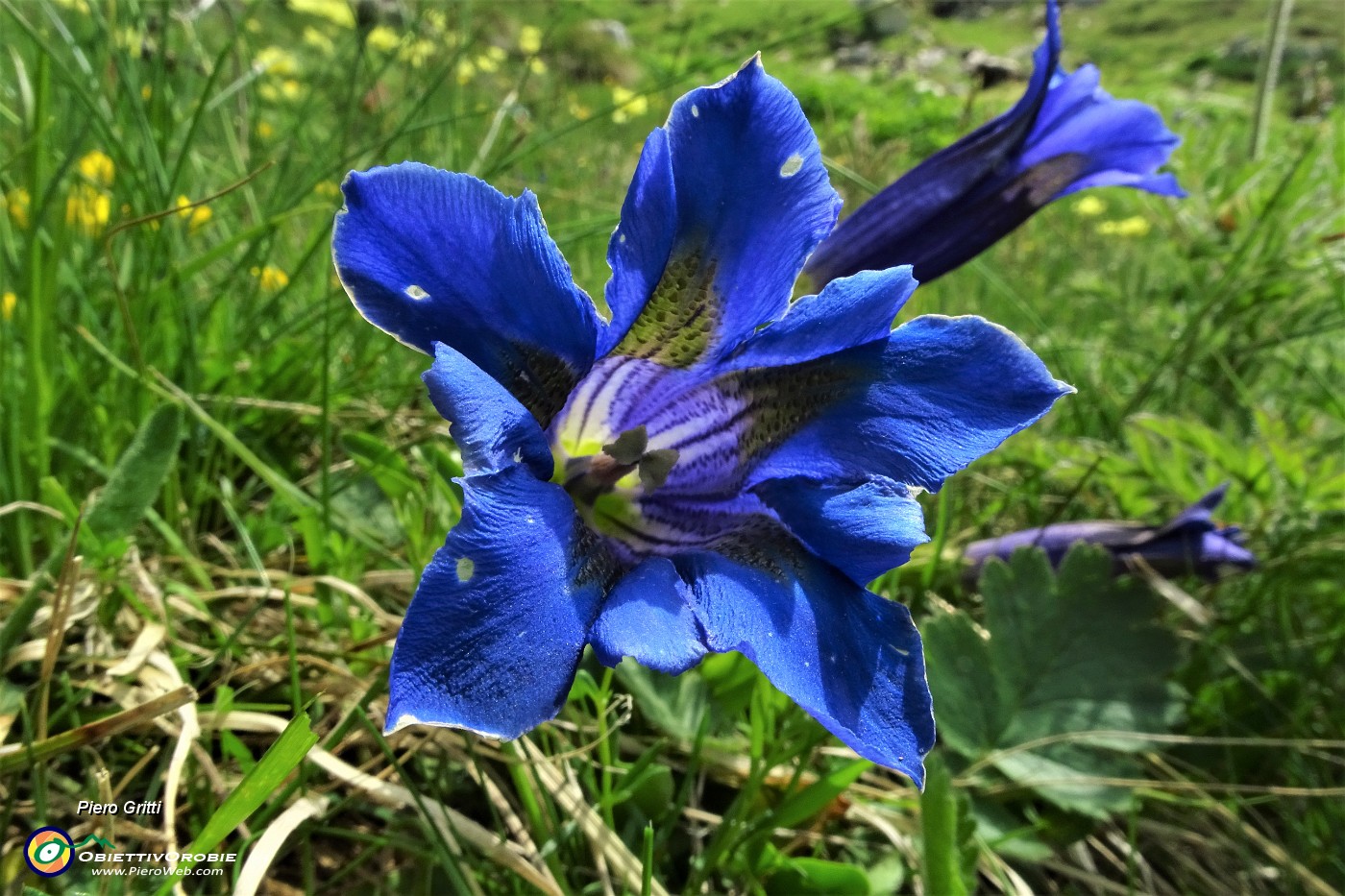 25 Genziana di Koch (Gentiana kochiana).JPG